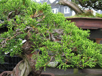 Wacholder/ Juniperus
