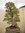 Pinus pentaphylla, Kokonoe