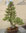 Zuisho, Pinus pentaphylla