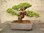 Itoegawa, Juniperus chin., Wacholder