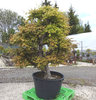 Ahorn, Acer palmatum