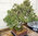 Itoegawa  Juniperus chin.