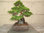 Itoegawa, Juniperus chin., Wacholder