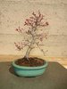 Deshojo, Acer palmatum