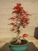 Benichidare, Acer palmatum