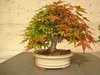 Benichidare, Acer palmatum