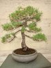 Mädchenkiefer, Pinus pentaphylla