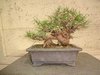 Schwarzkiefer, Pinus Thunbergii