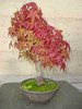 Yamamomiji, Acer palmatum