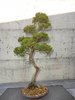Itoegawa, Juniperus